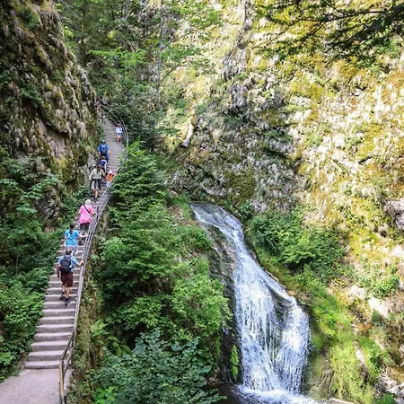 Premium Black Forest -