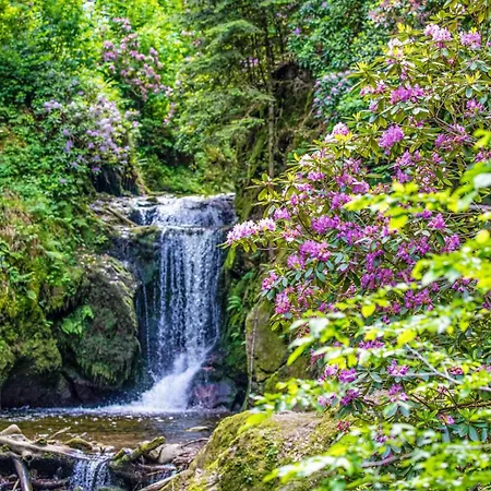 Premium Black Forest - Bühl