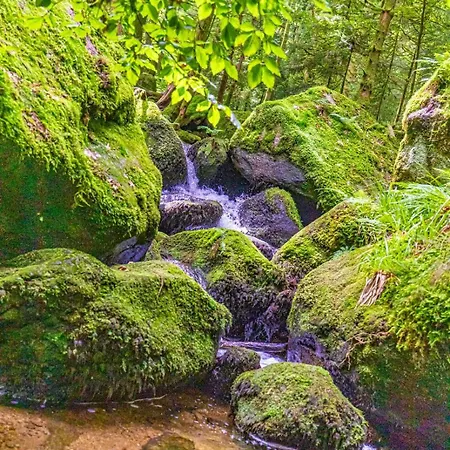 Premium Black Forest - Apartment Bühl